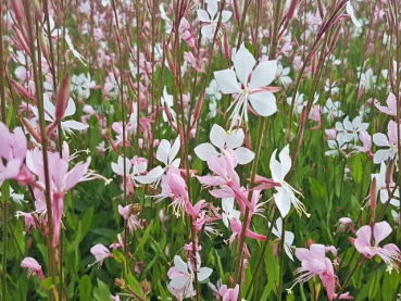 Prachtkerze Gaura lindheimerii Whirling Butterflies